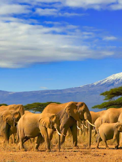 Vilde elefanter græsser i den gyldenbrune savanne med det majestætiske Mount Kilimanjaro i horisonten
