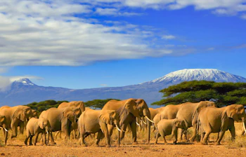 Vilde elefanter græsser i den gyldenbrune savanne med det majestætiske Mount Kilimanjaro i horisonten