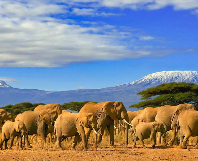 Vilde elefanter græsser i den gyldenbrune savanne med det majestætiske Mount Kilimanjaro i horisonten