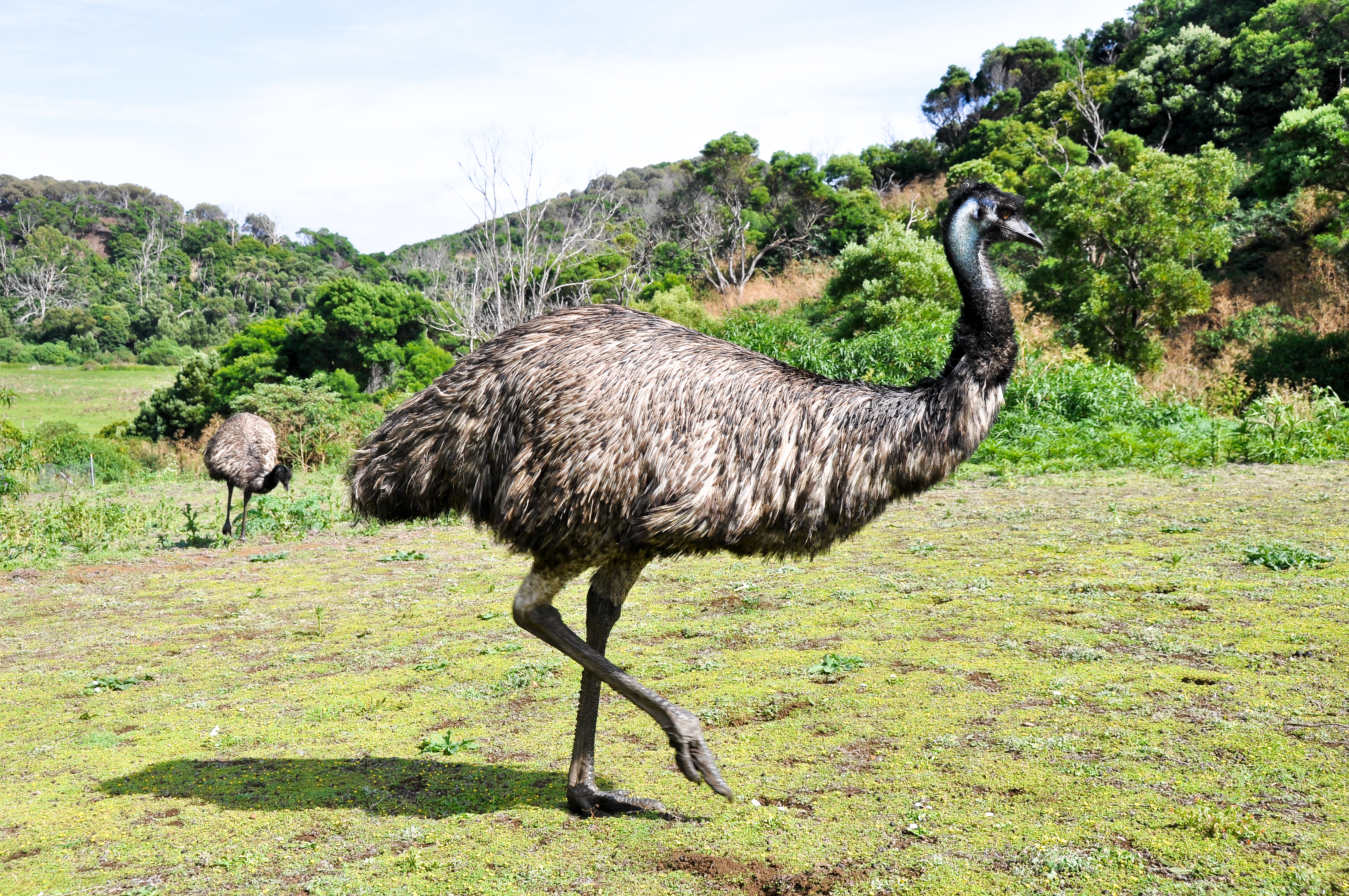 Vild emu loeber i australsk naturreservat med groenne marker