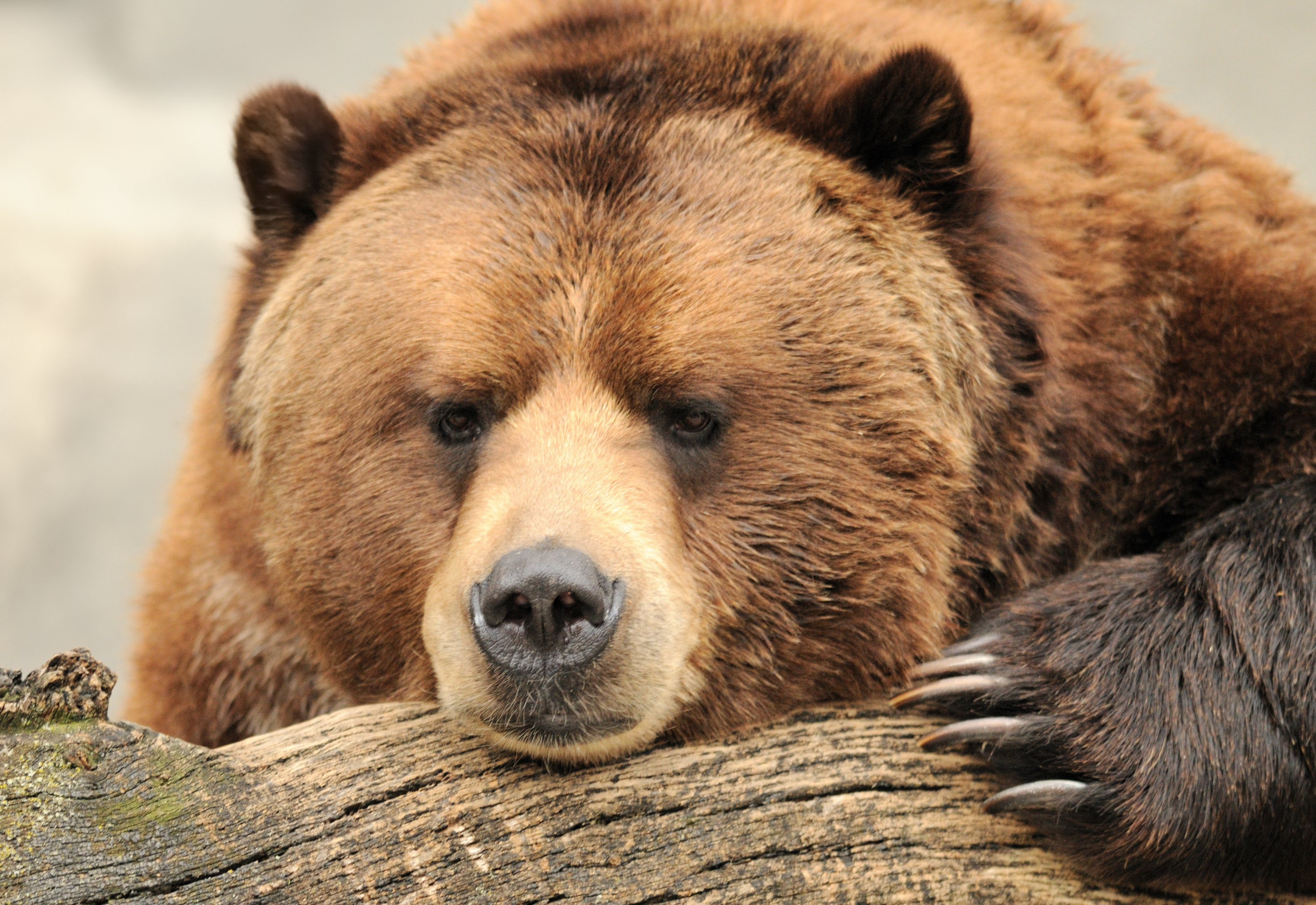 Nærbillede af en brun grizzlybjørn der slapper af på en træstamme i Alaska