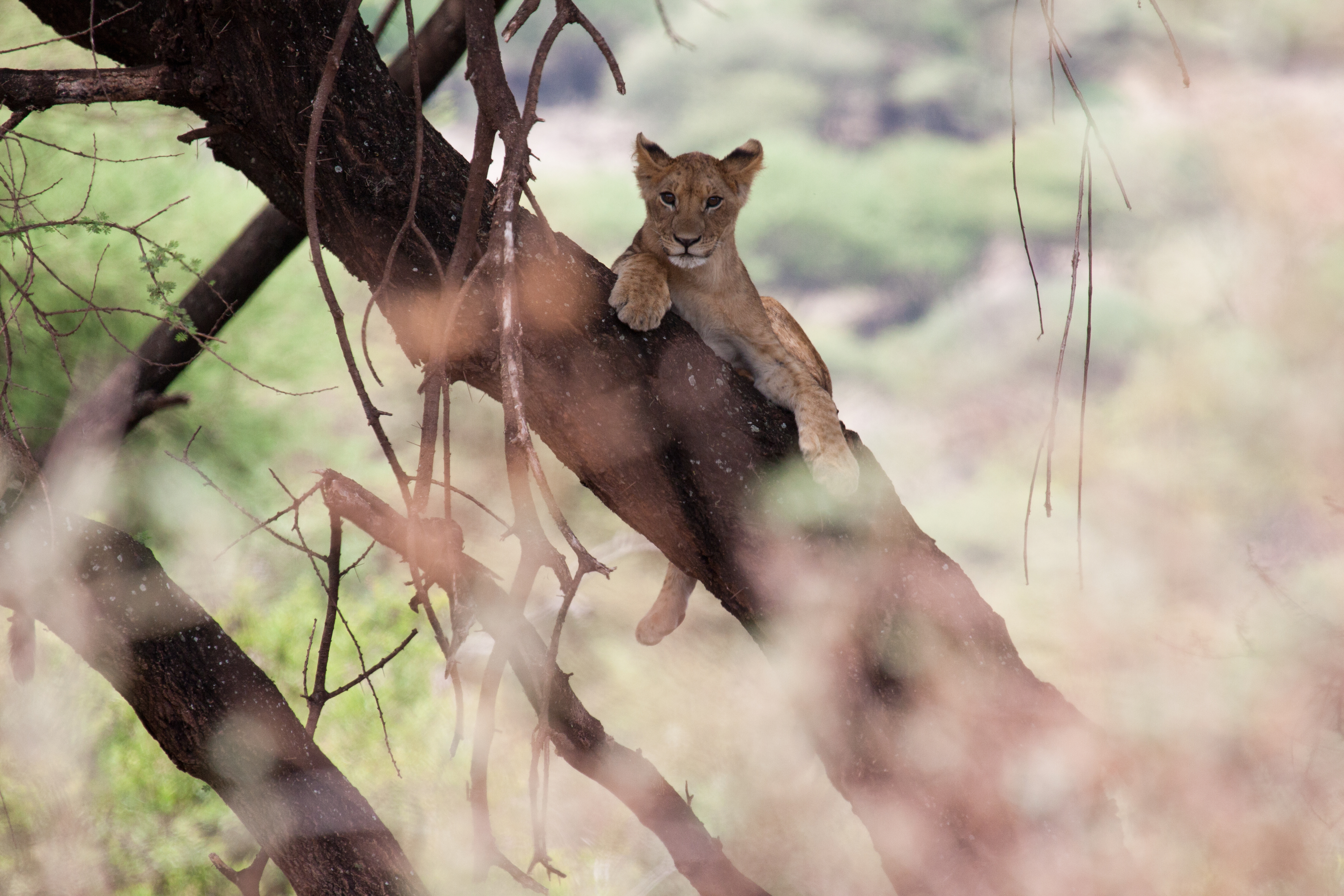 Vild løveunge hviler i træ under Manyara safari oplevelse