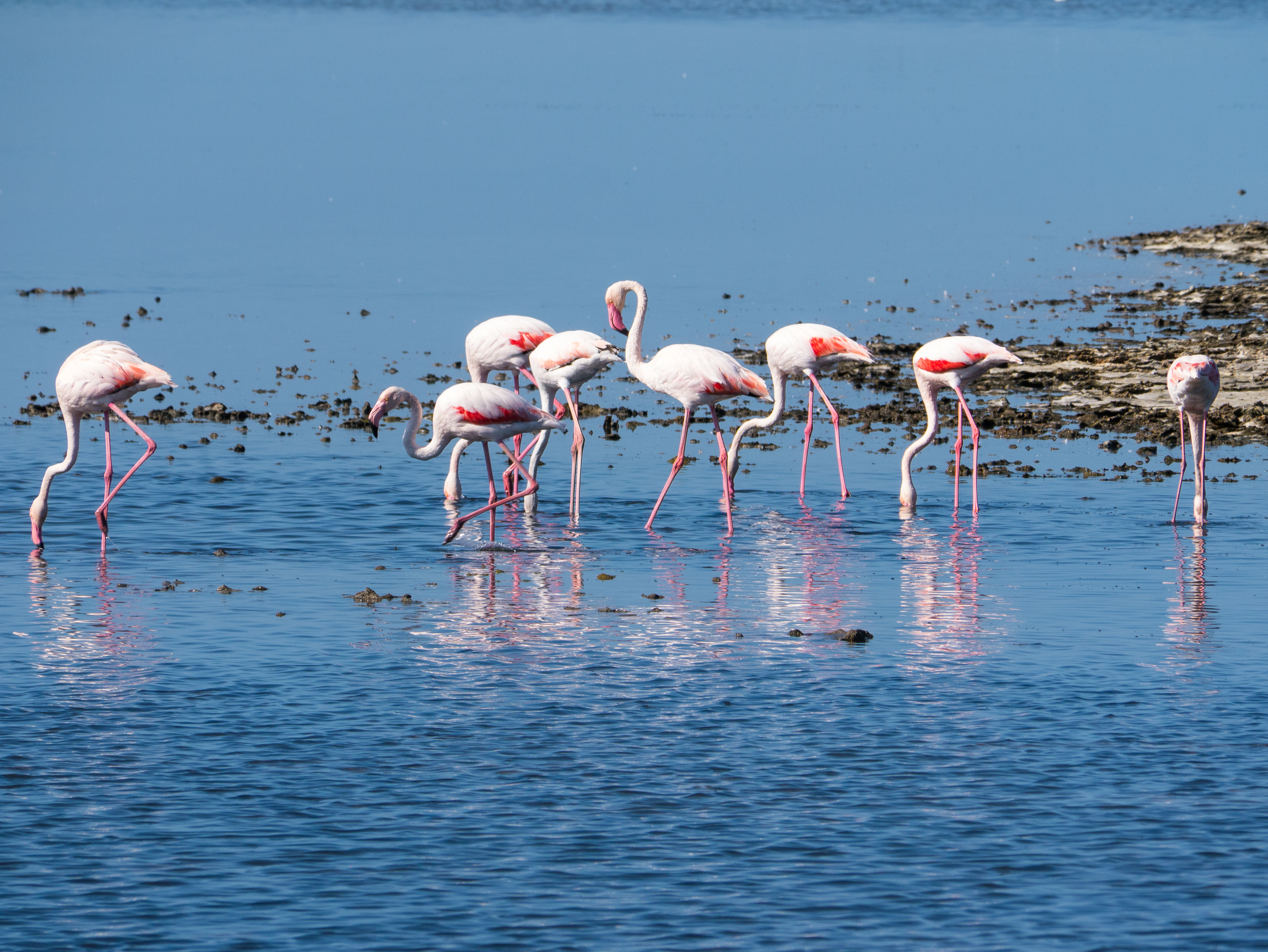 Vilde flamingoer søger føde i søbredden under fuglesafari