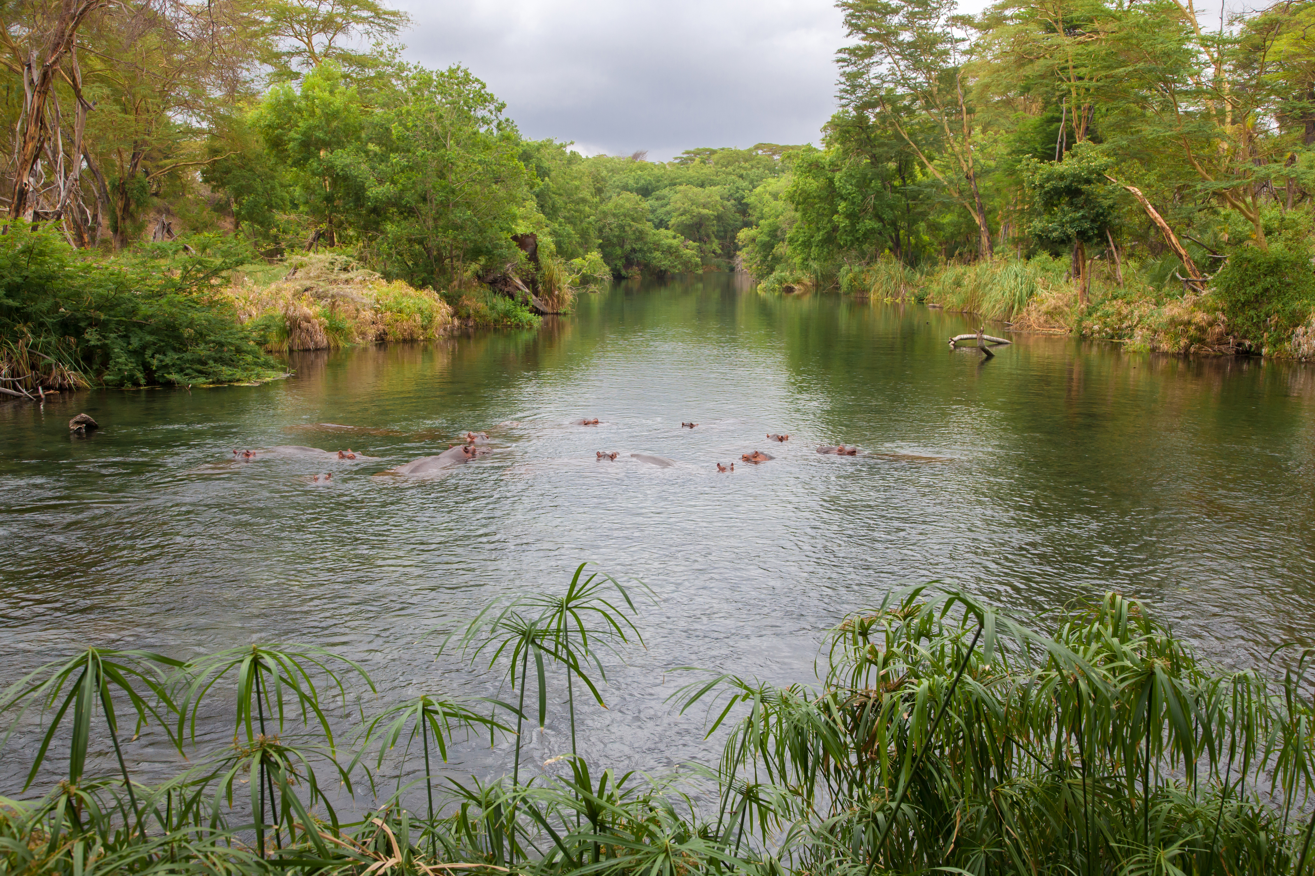 Vilde flodheste ved Mzima Springs floden under safari i Kenya