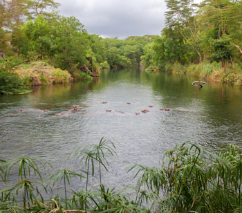 Vilde flodheste ved Mzima Springs floden under safari i Kenya
