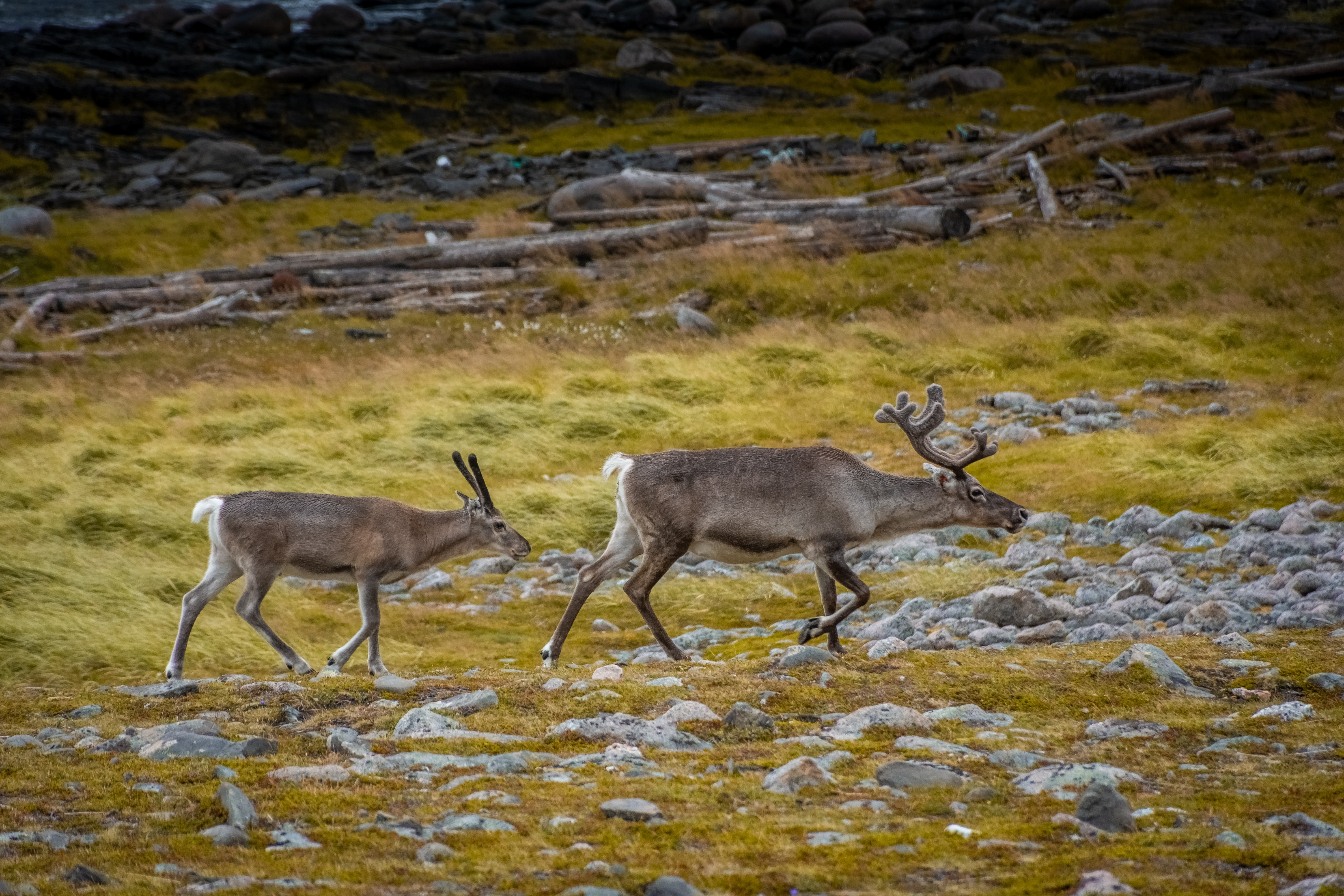To rensdyr i naturskøn arktisk tundra ved Knivskjellodden nær Nordkapp i Norge med gult arktisk græs