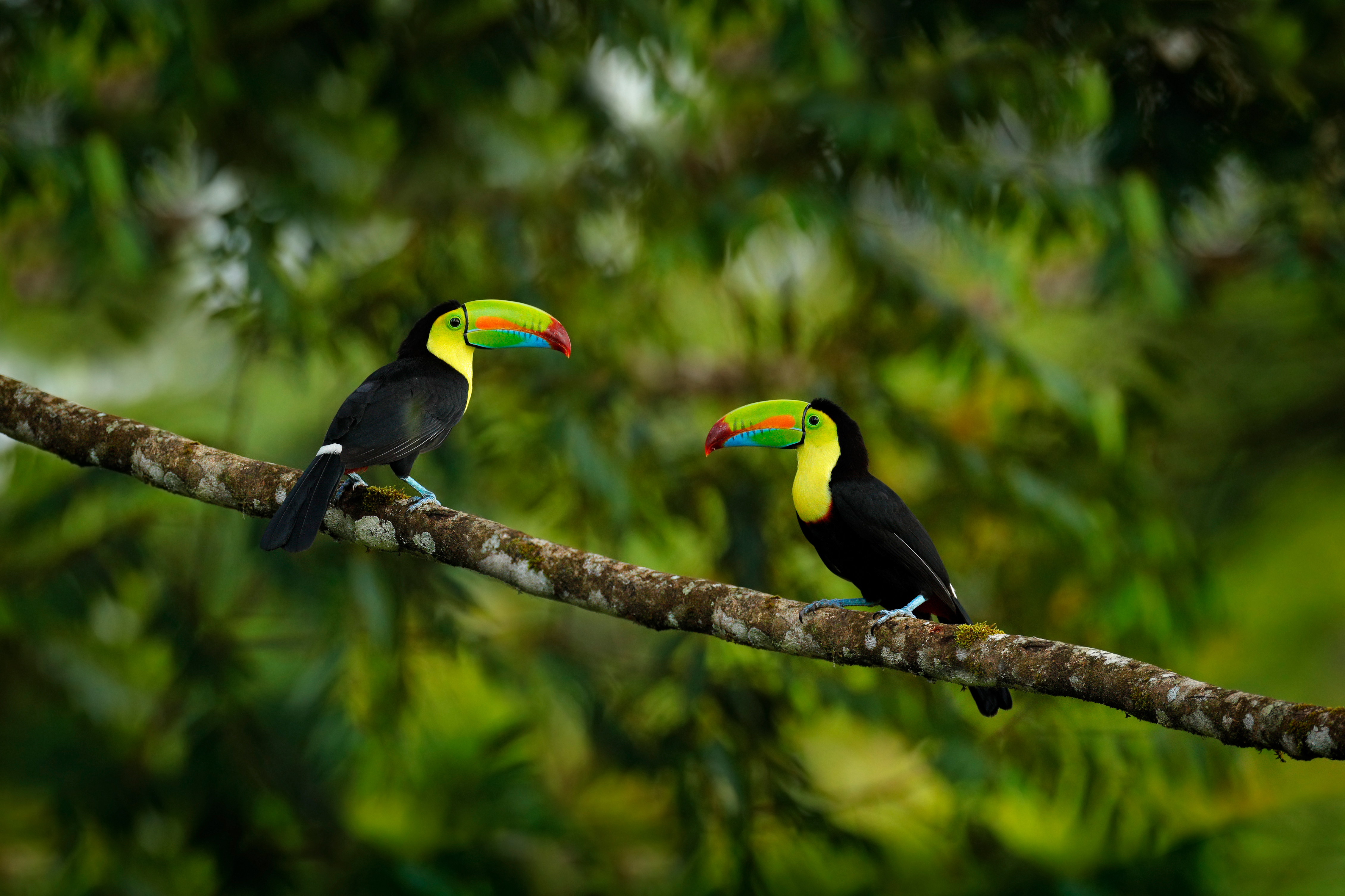 To vilde Keel-billed tukaner i deres naturlige habitat i Costa Ricas grønne regnskov, perfekt eksempel på landets rige biodiversitet