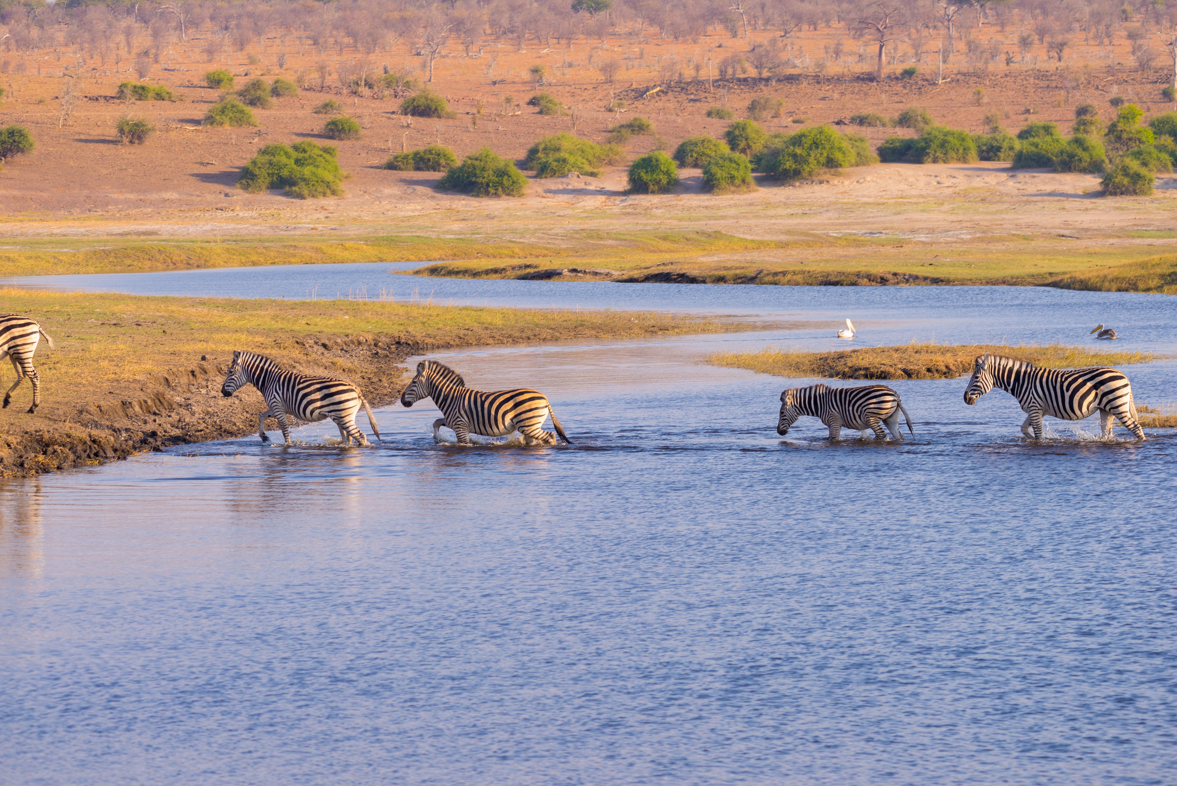 Zebraer i det fri vader gennem Chobe-floden i Botswana på deres vandring gennem den afrikanske savanne ved solnedgang