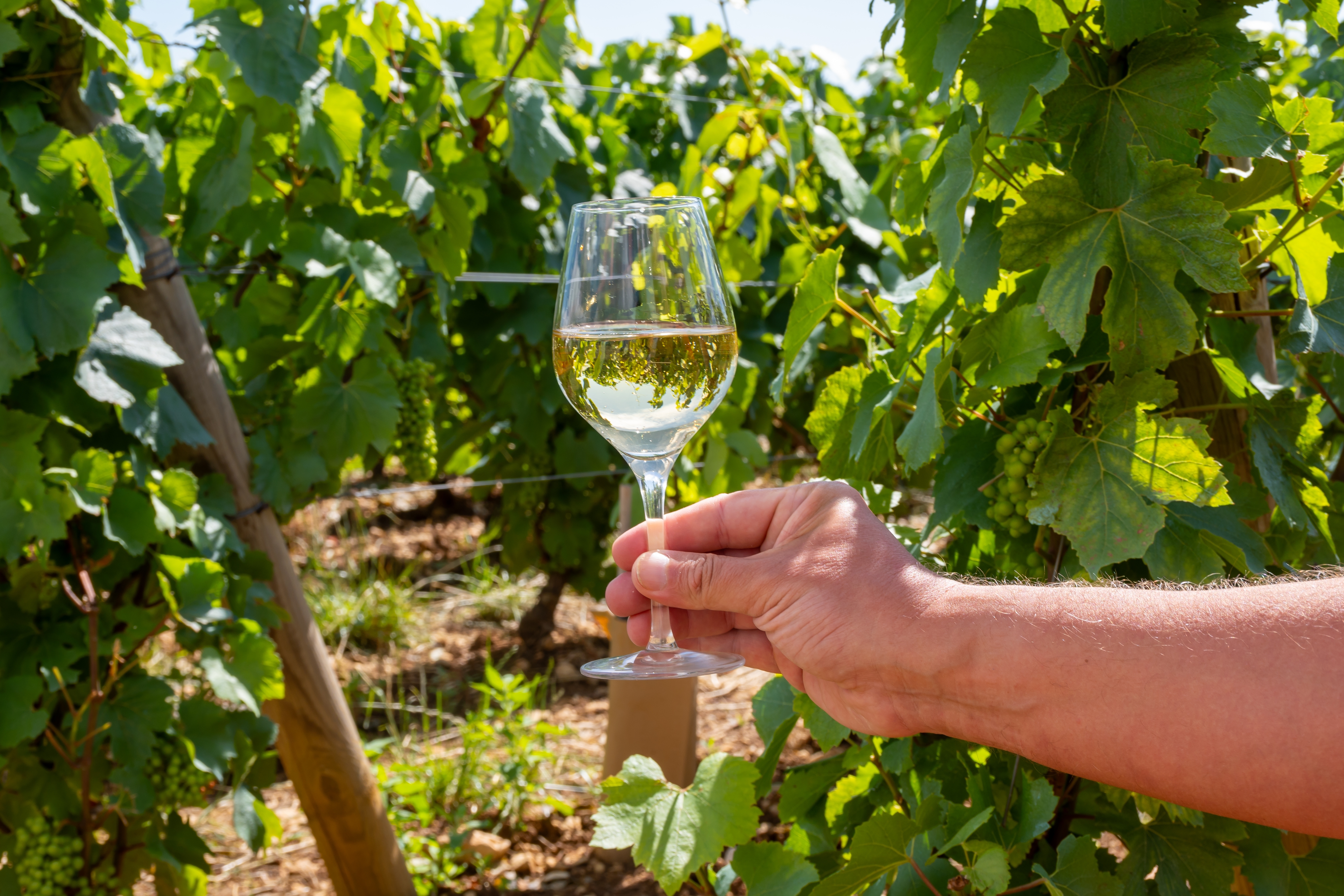 Vinmarkstur i Frankrig med professionel vinsmagning