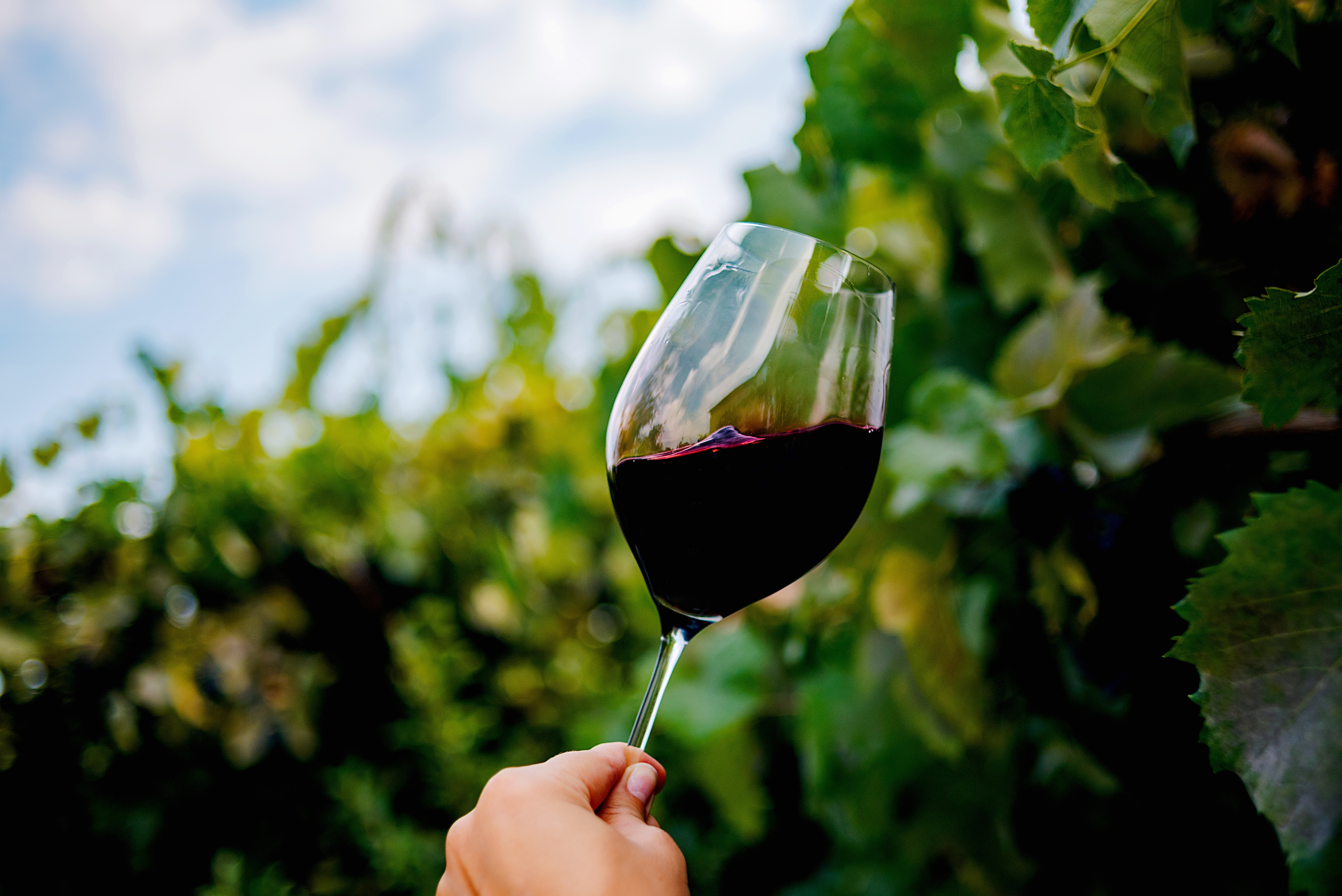Vingaardsferie med professionel vinsmagning mellem drueklaser