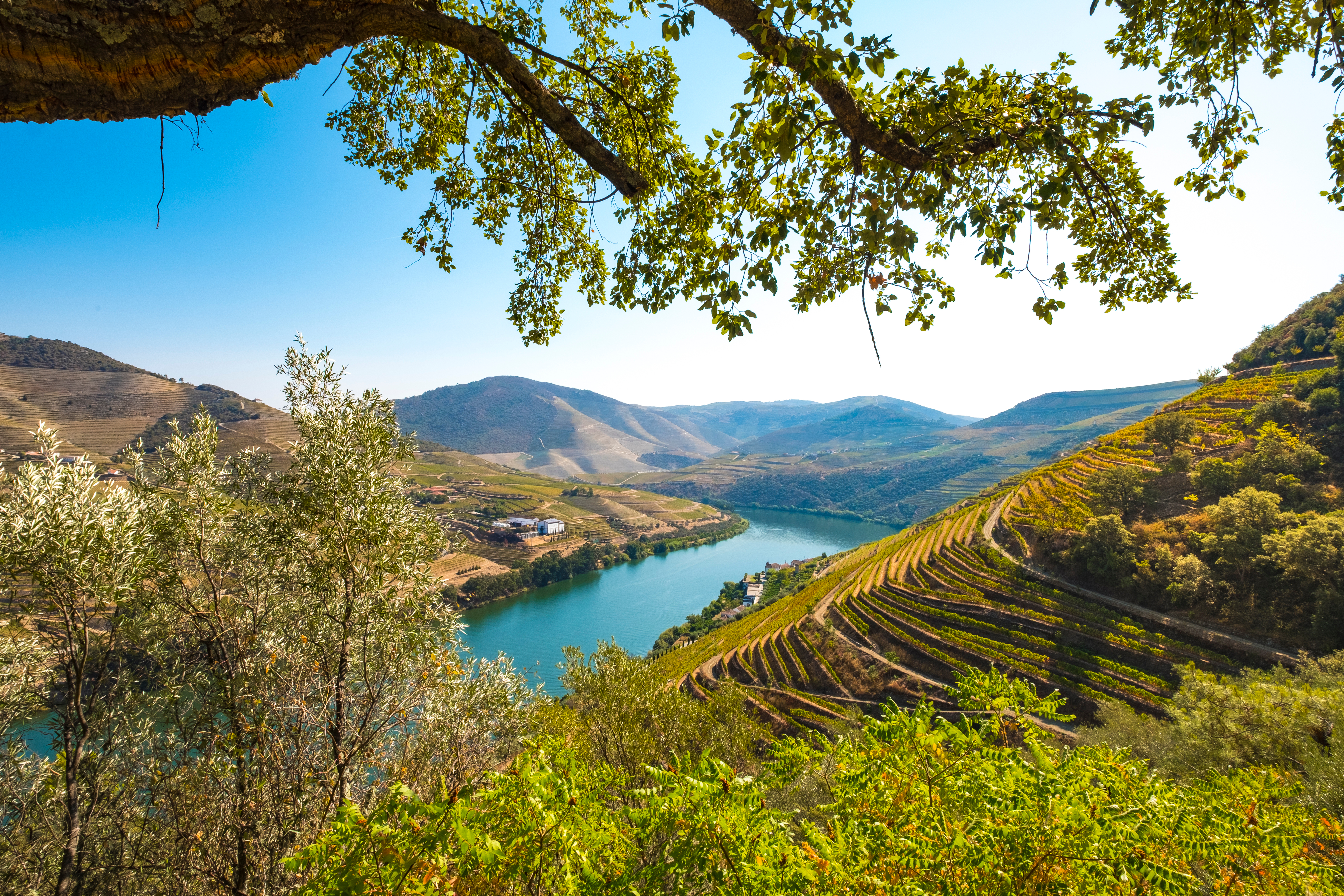 Imponerende landskab med terrasserede vinmarker i Douro-dalen, hjemsted for portvin og UNESCO verdensarv på rundrejse i Portugal