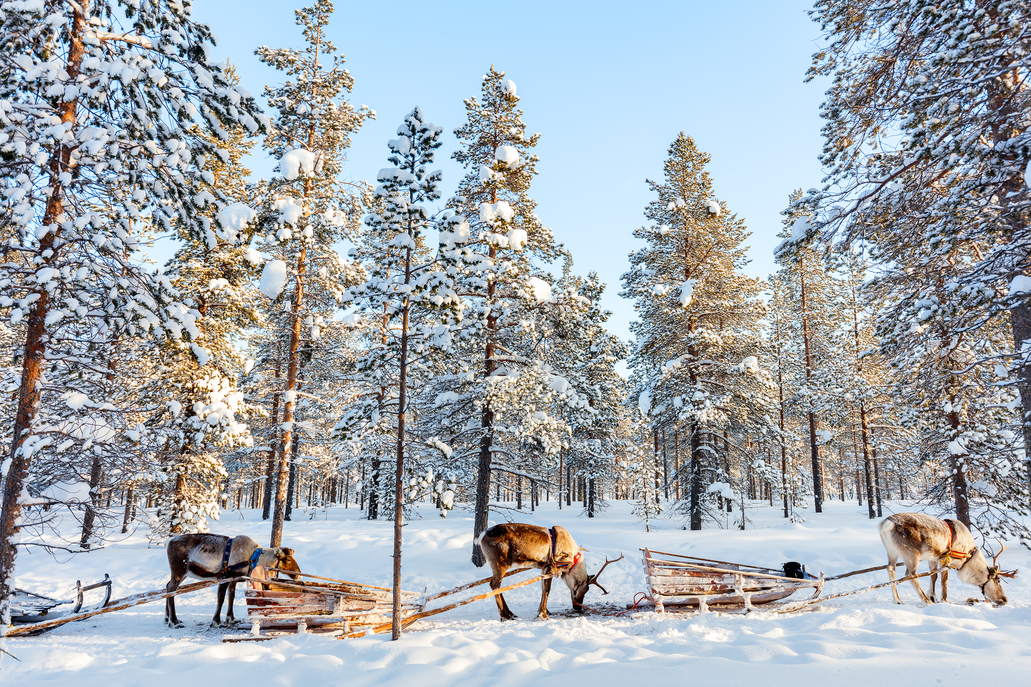 Fascinerende rensdyr ved træslæder i et idyllisk vinterlandskab i finsk Lapland, hvor den uberørte natur og dyreliv mødes i snedækkede omgivelser