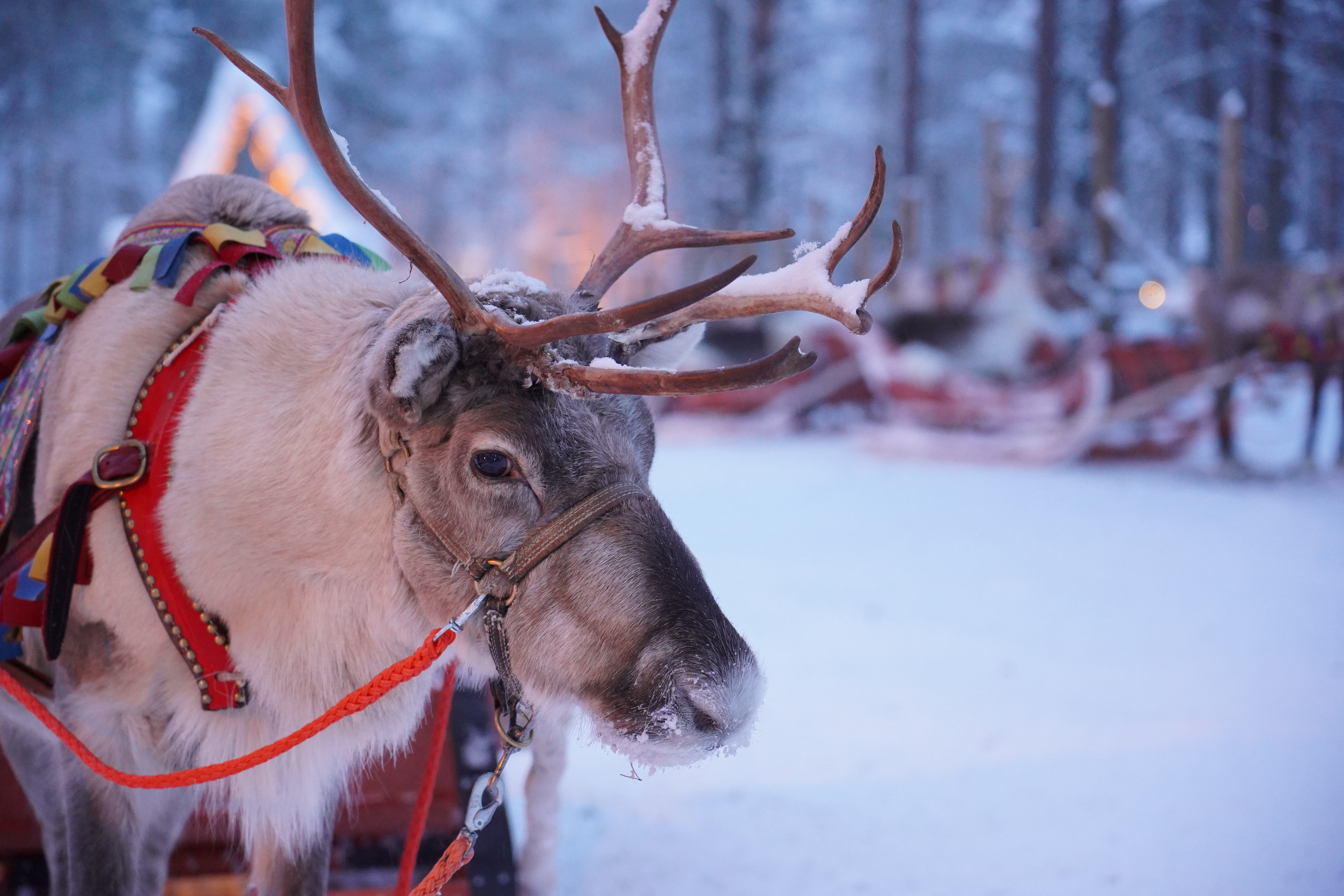 Vinterbillede af rensdyr med traditionel laplandsk sele i skoven