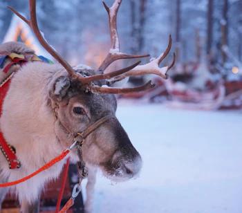 Vinterbillede af rensdyr med traditionel laplandsk sele i skoven
