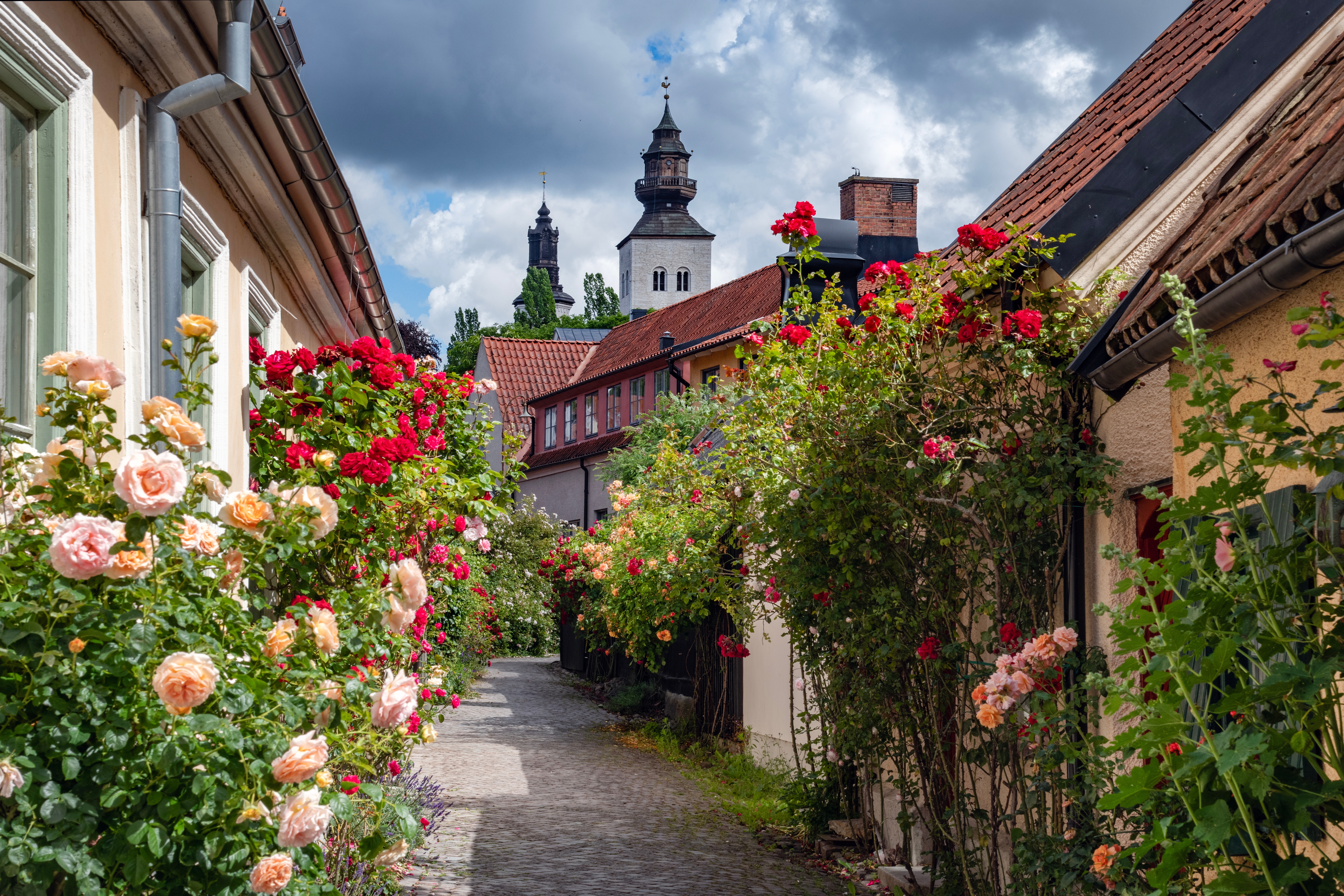 Romantisk brolagt gade i Visby omgivet af blomstrende røde og lyserøde roser med gamle kirketårne i baggrunden på Gotland, Sverige