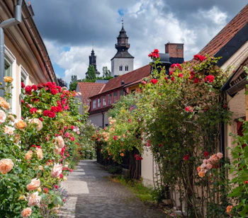 Romantisk brolagt gade i Visby omgivet af blomstrende røde og lyserøde roser med gamle kirketårne i baggrunden på Gotland, Sverige