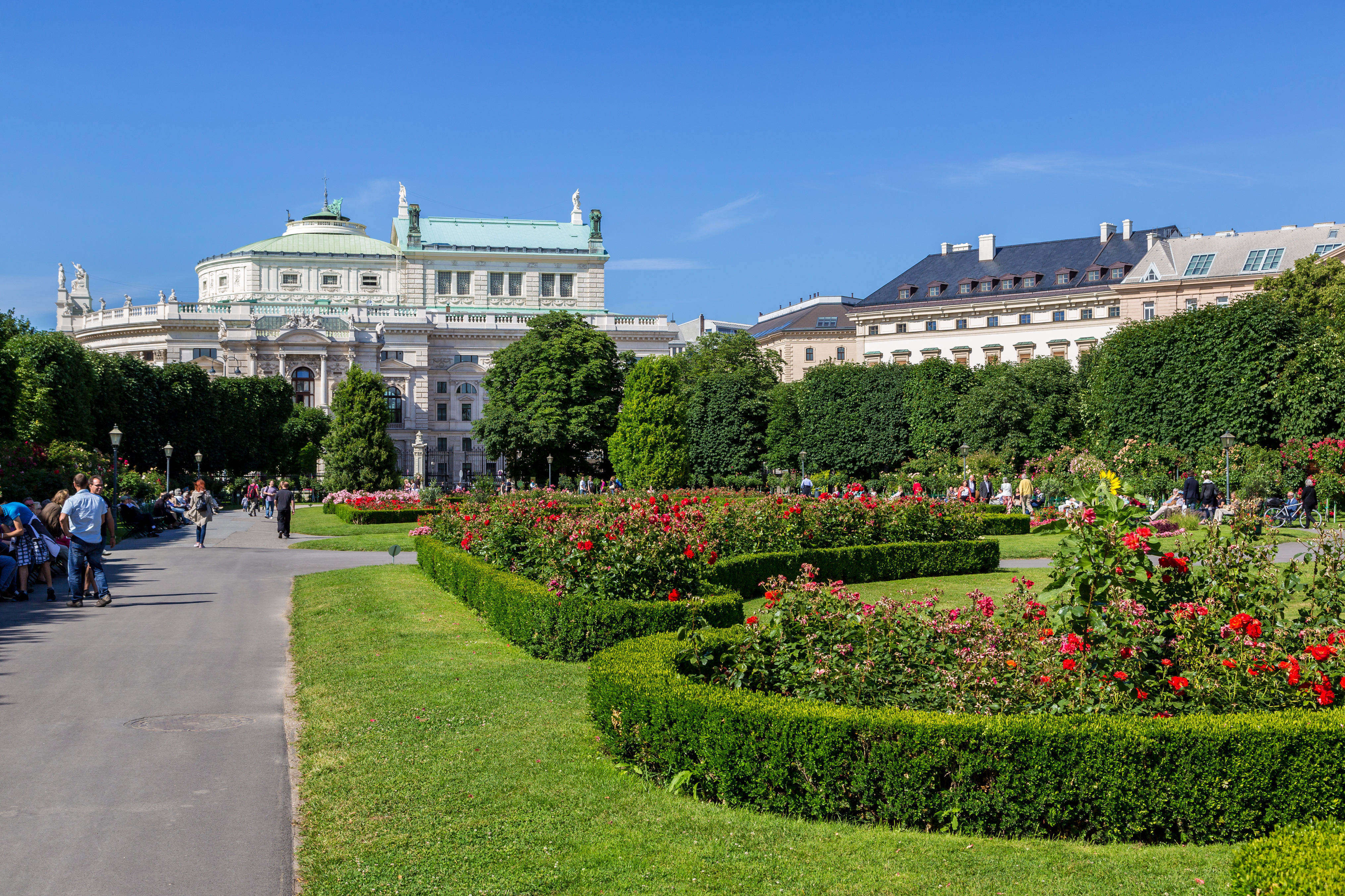 Pragtfuld rosenhave i Volksgarten Wien med det historiske Burgtheater i baggrunden på en skyfri sommerdag