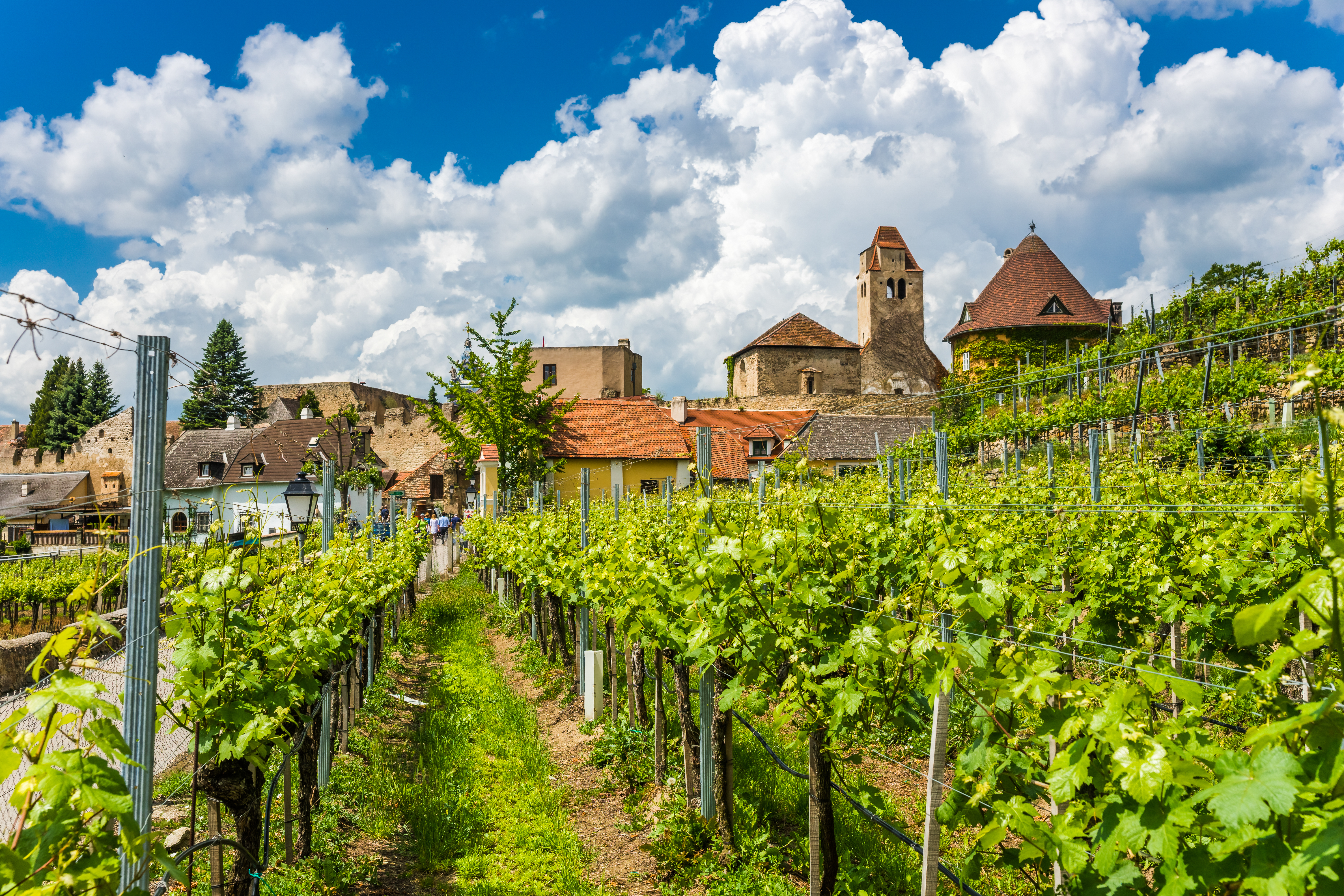 Grønne vinrækker foran den historiske landsby Dürnstein i Wachau-dalen, Østrig, med markant kirketårn og røde tagflader