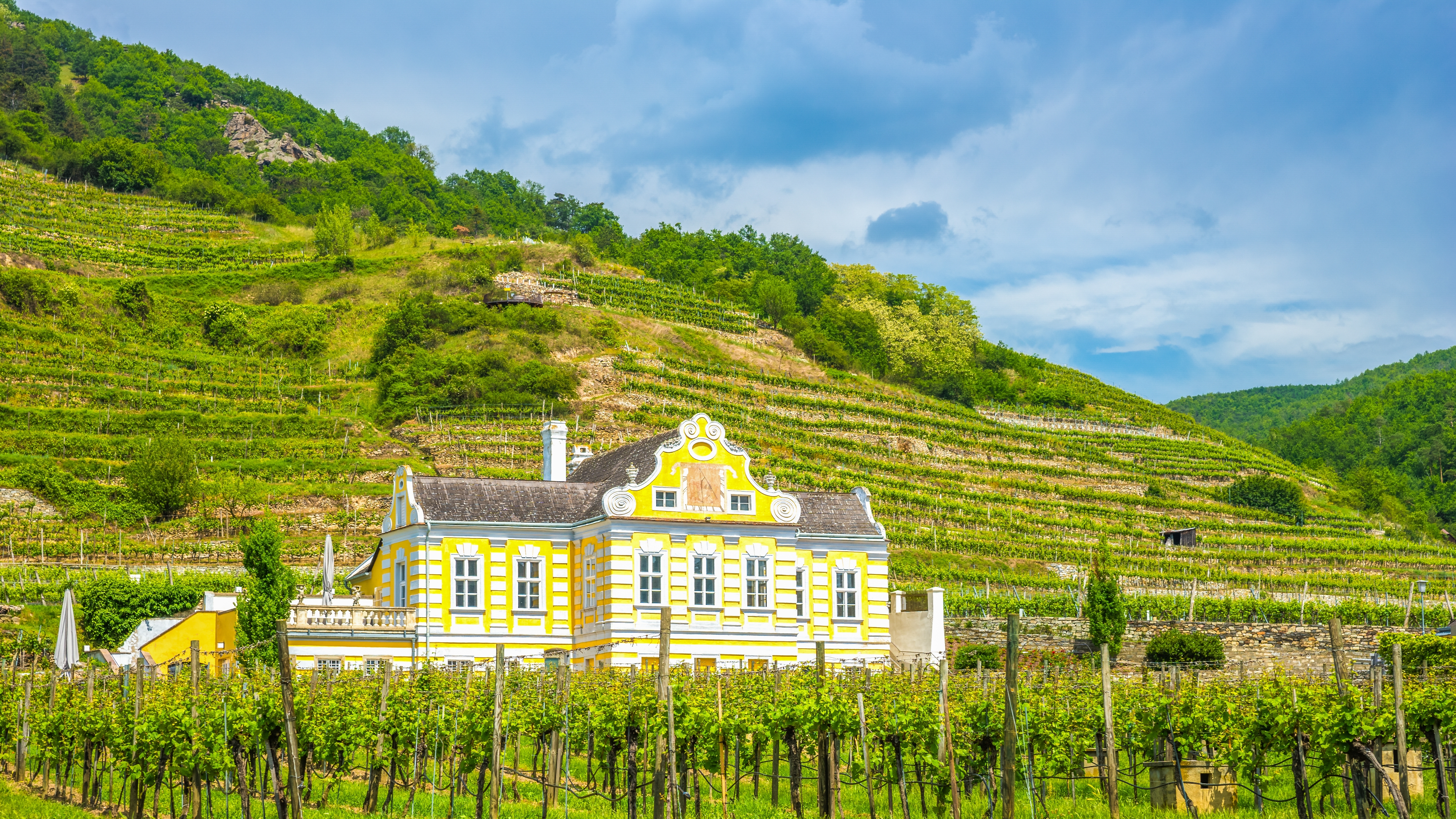 Karakteristisk gul barokbygning i Wachau-dalens terrasserede vinmarker i Østrig