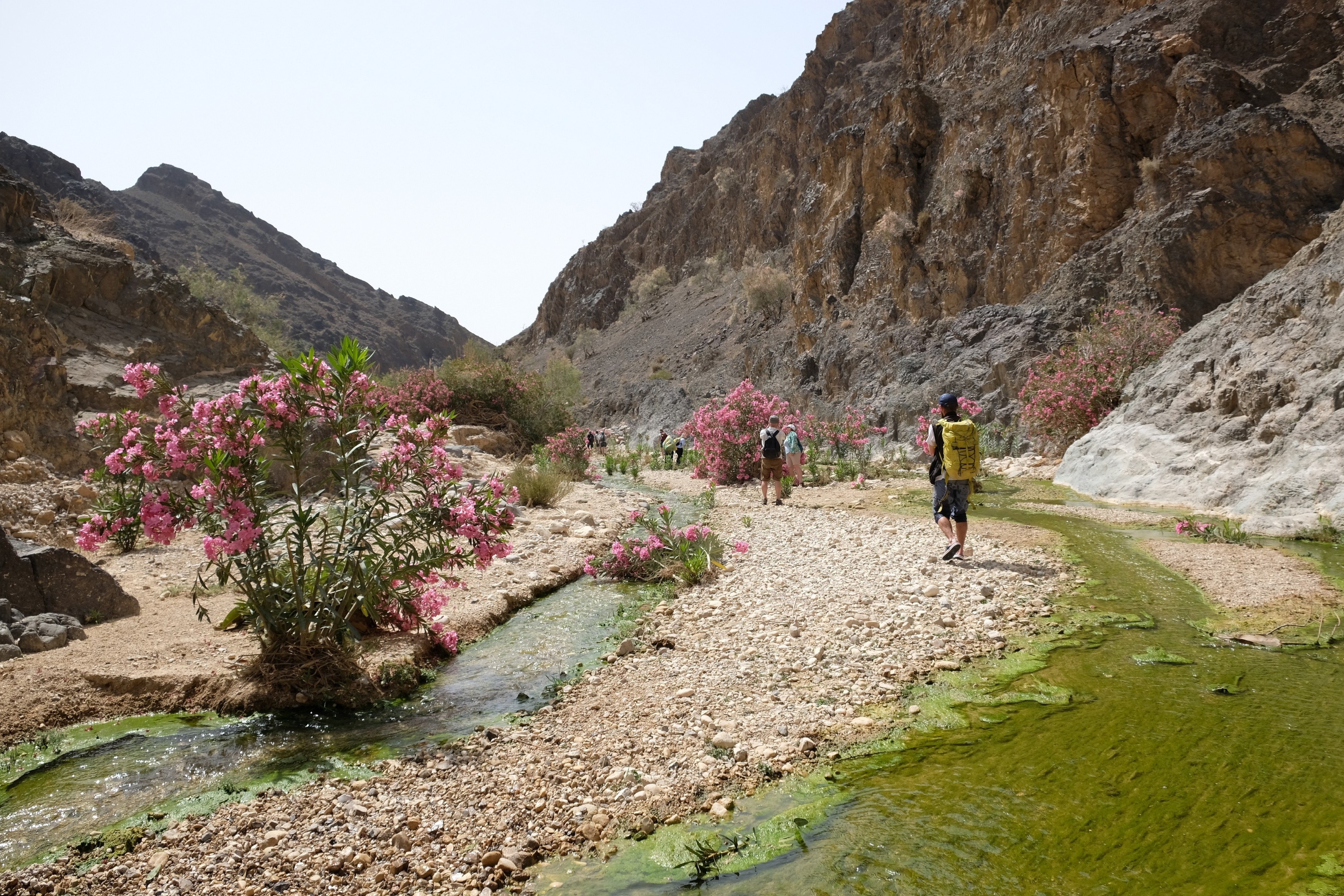 Spektakulær Wadi Ghuweir canyon med oleander blomster og turister i Jordan