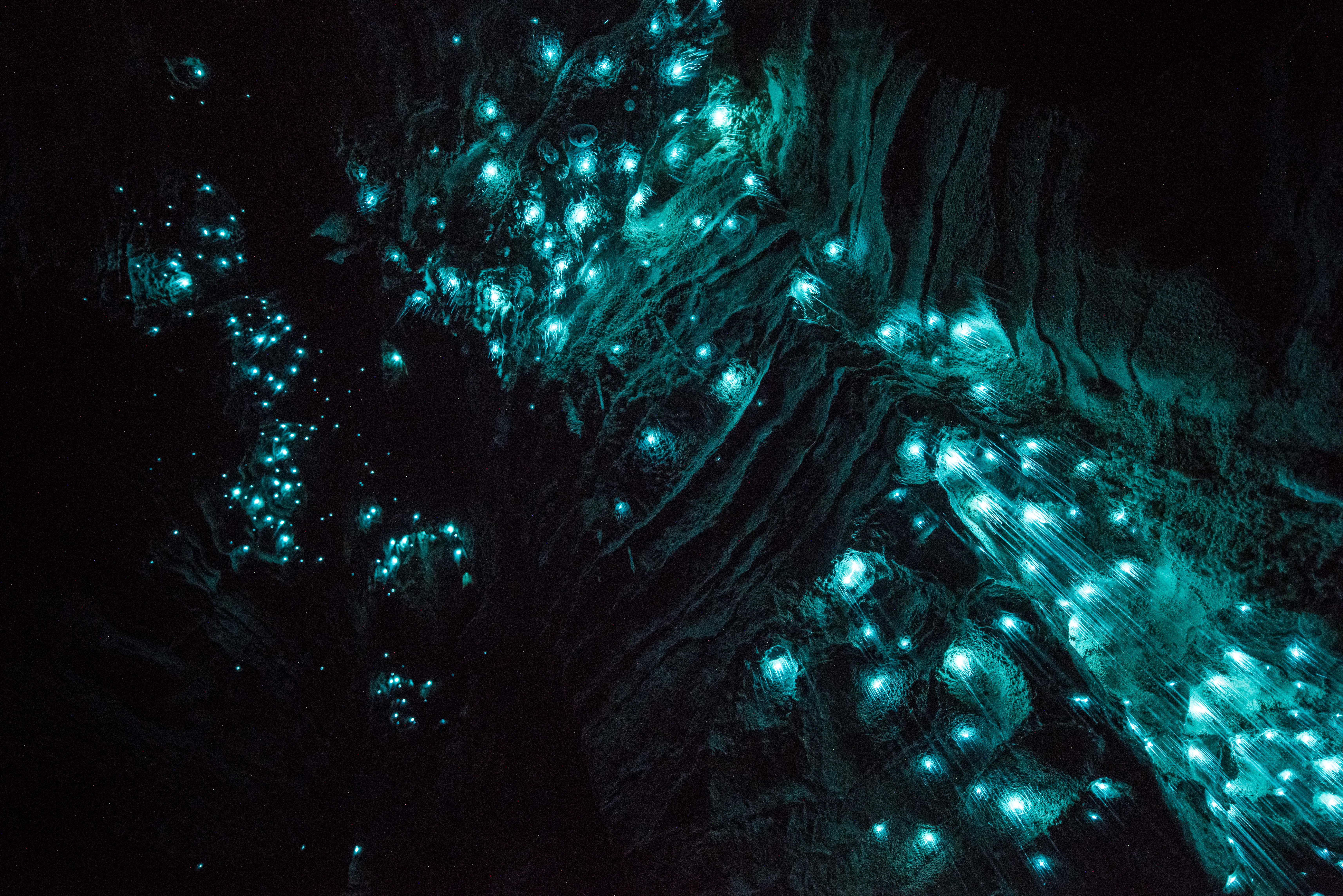 Naturligt blåt lys fra glødeorme i de berømte Waitomo Caves i Waikato regionen, New Zealand