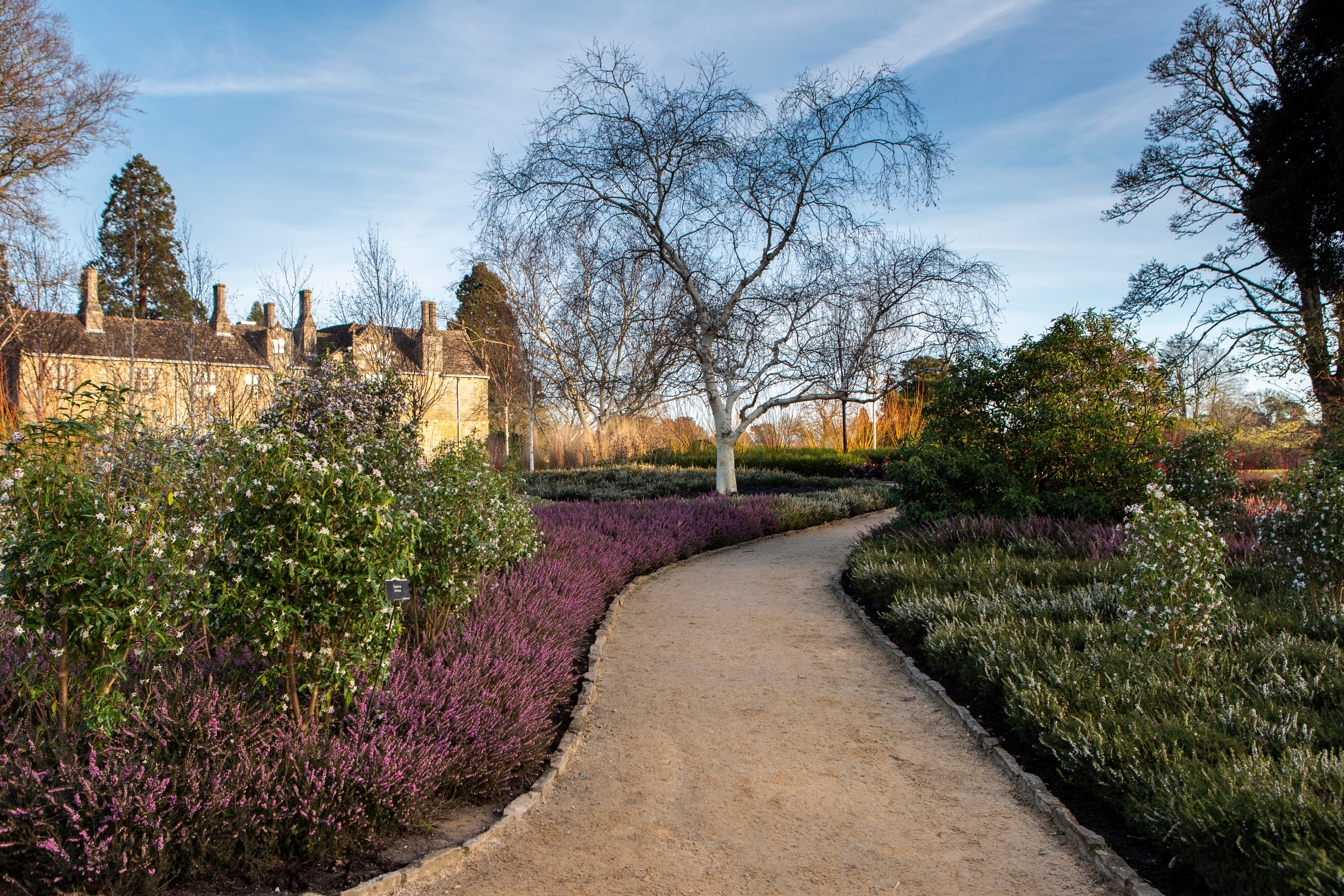 Vinterscene med slynget sti gennem lilla og hvide blomsterbede i Wakehurst botaniske have, West Sussex, England, med karakteristisk birketræ og engelsk herregård