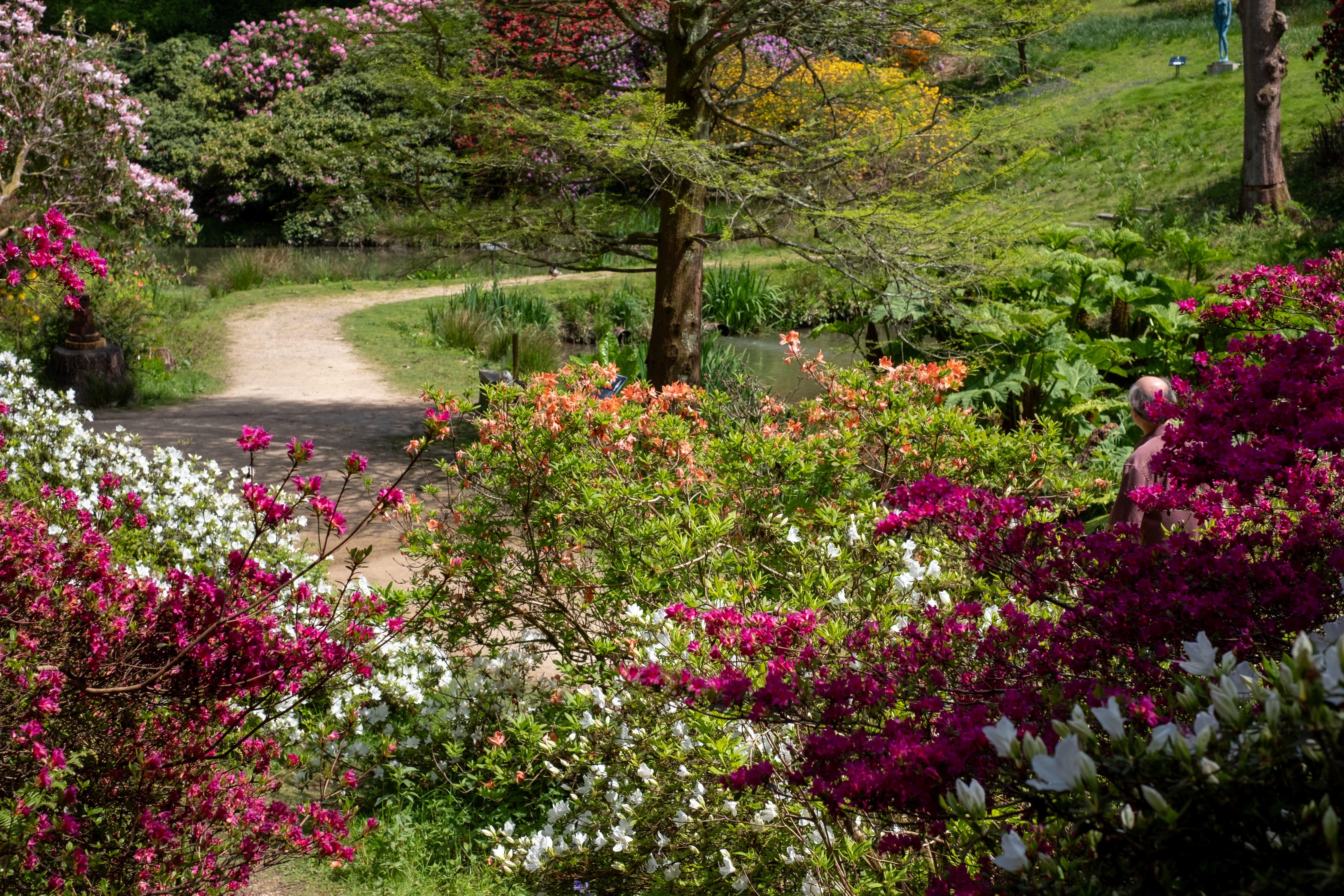 Farverige rhododendronbuske i fuldt flor langs en snoet havesti ved søen i Leonardslee Gardens, West Sussex