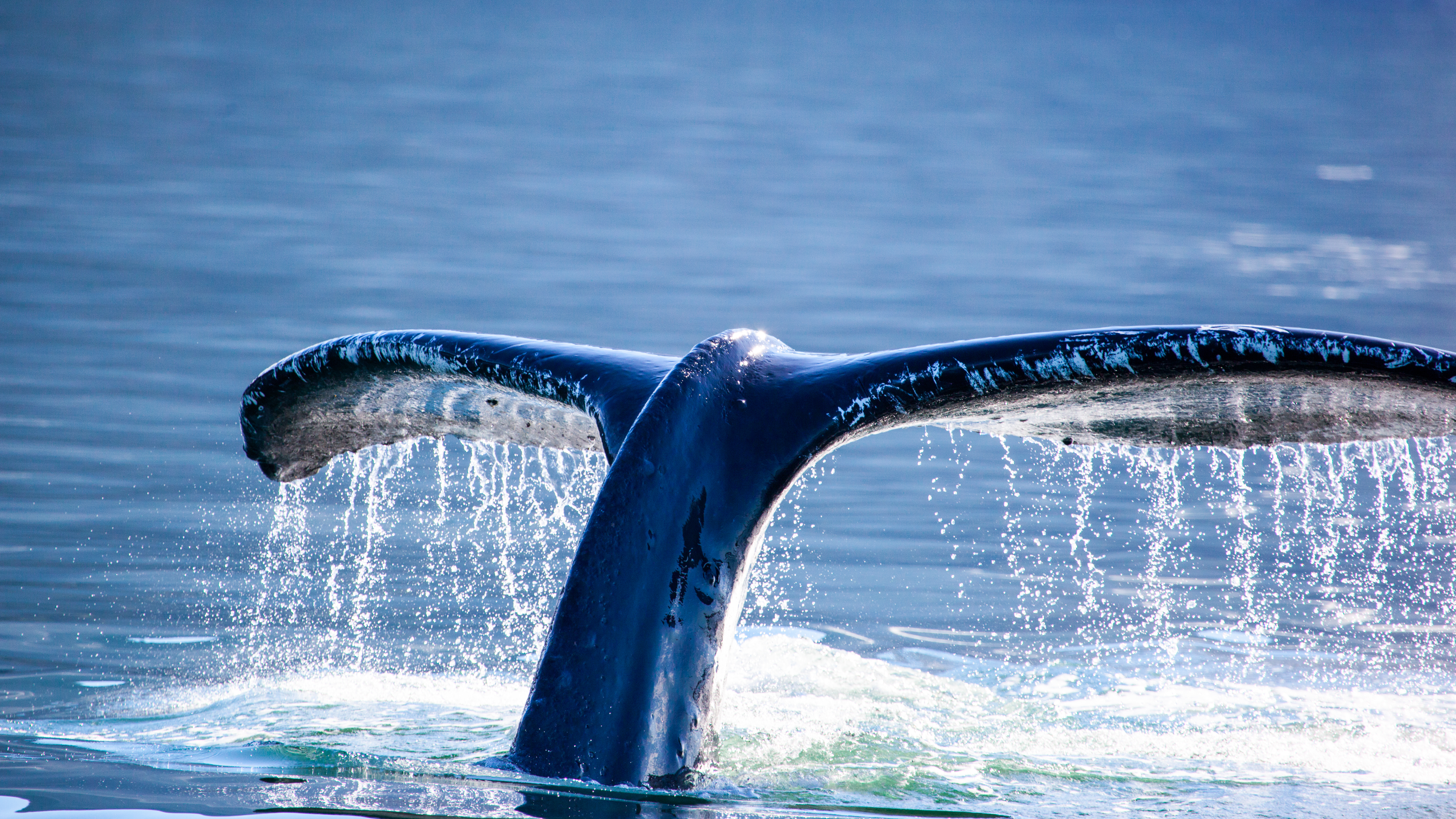 Fantastisk pukkelhval springer i det blå ocean under Alaska whale watching