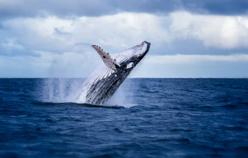 Whale watching oplevelse med knoglhval i Victoria Australien