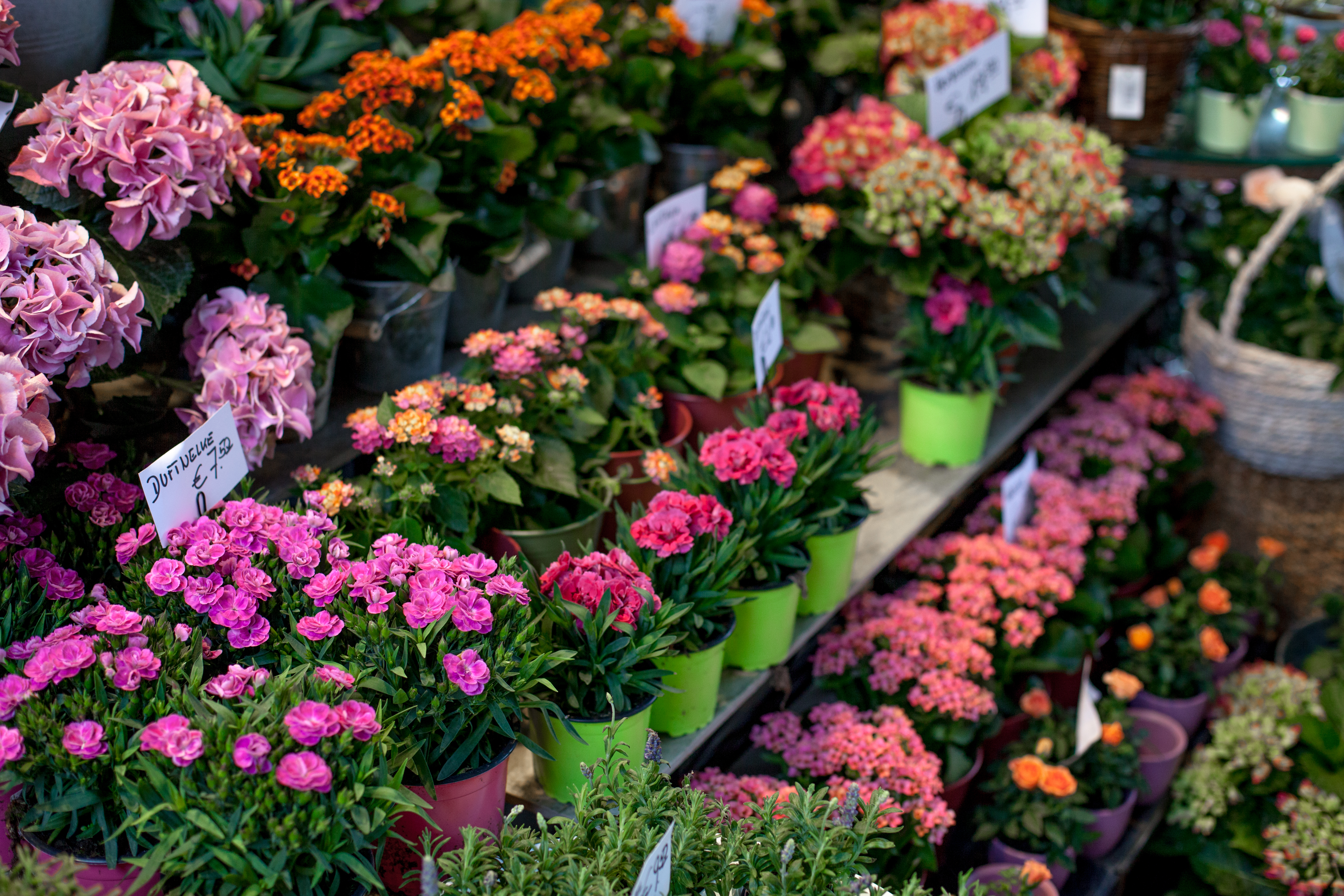 Stemningsfuldt blomstermarked i Wien med et stort udvalg af lyserøde, orange og røde blomster i potter arrangeret på flere hylder