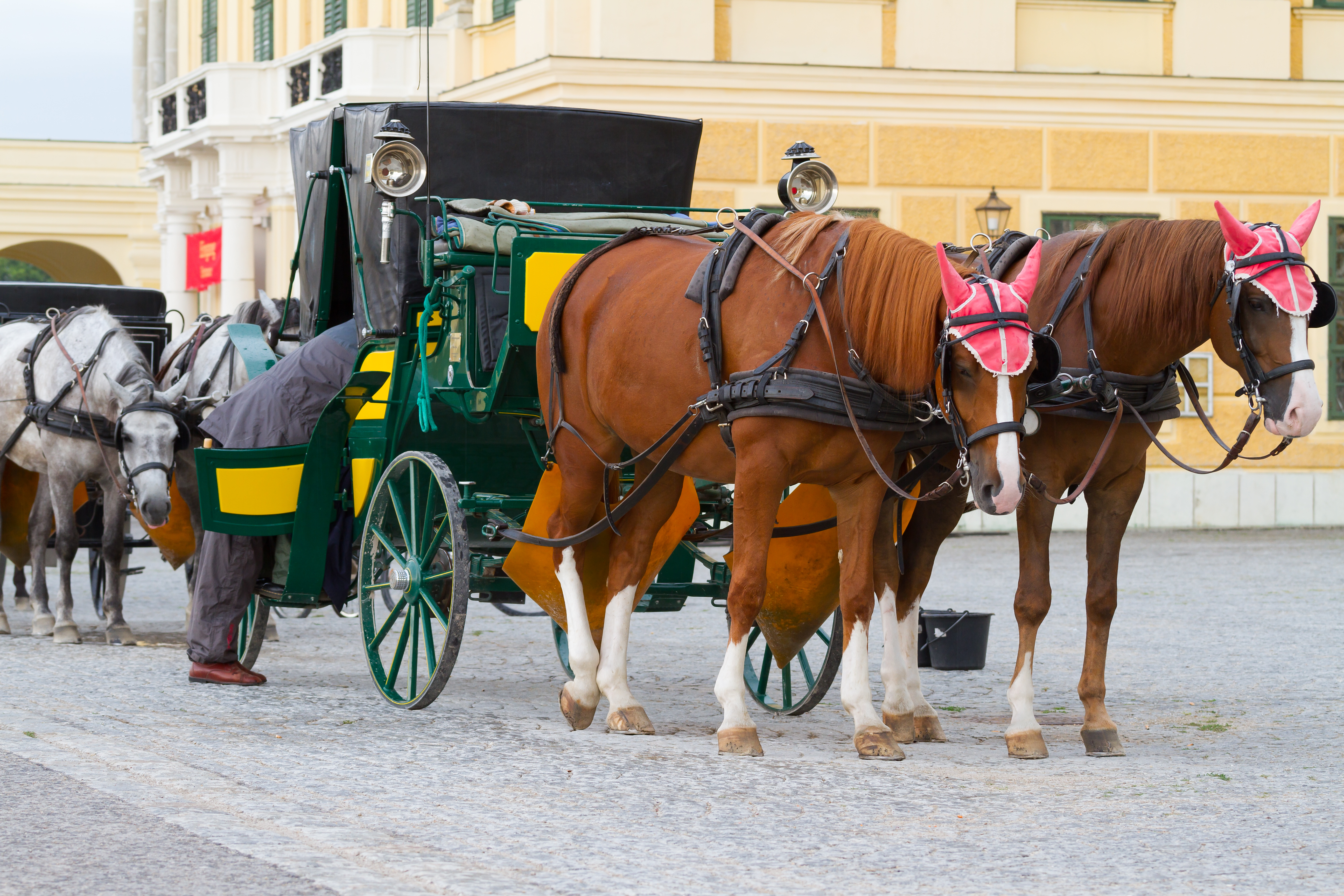 Traditionelt hestekøretøj med to heste på brosten ved Hofburg Slot i Wien