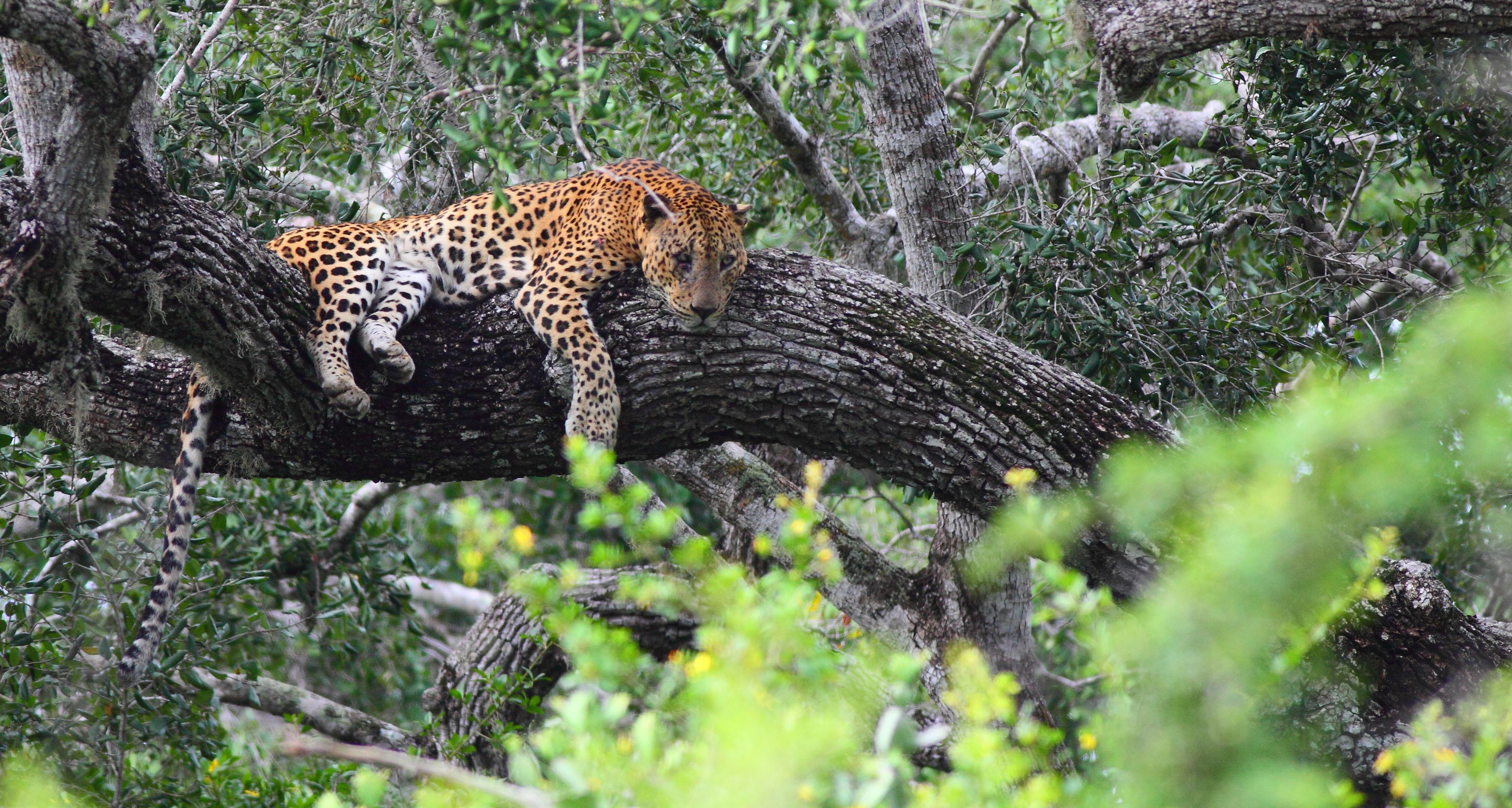 Leopard i Yala Nationalpark Sri Lanka safari tur i naturen