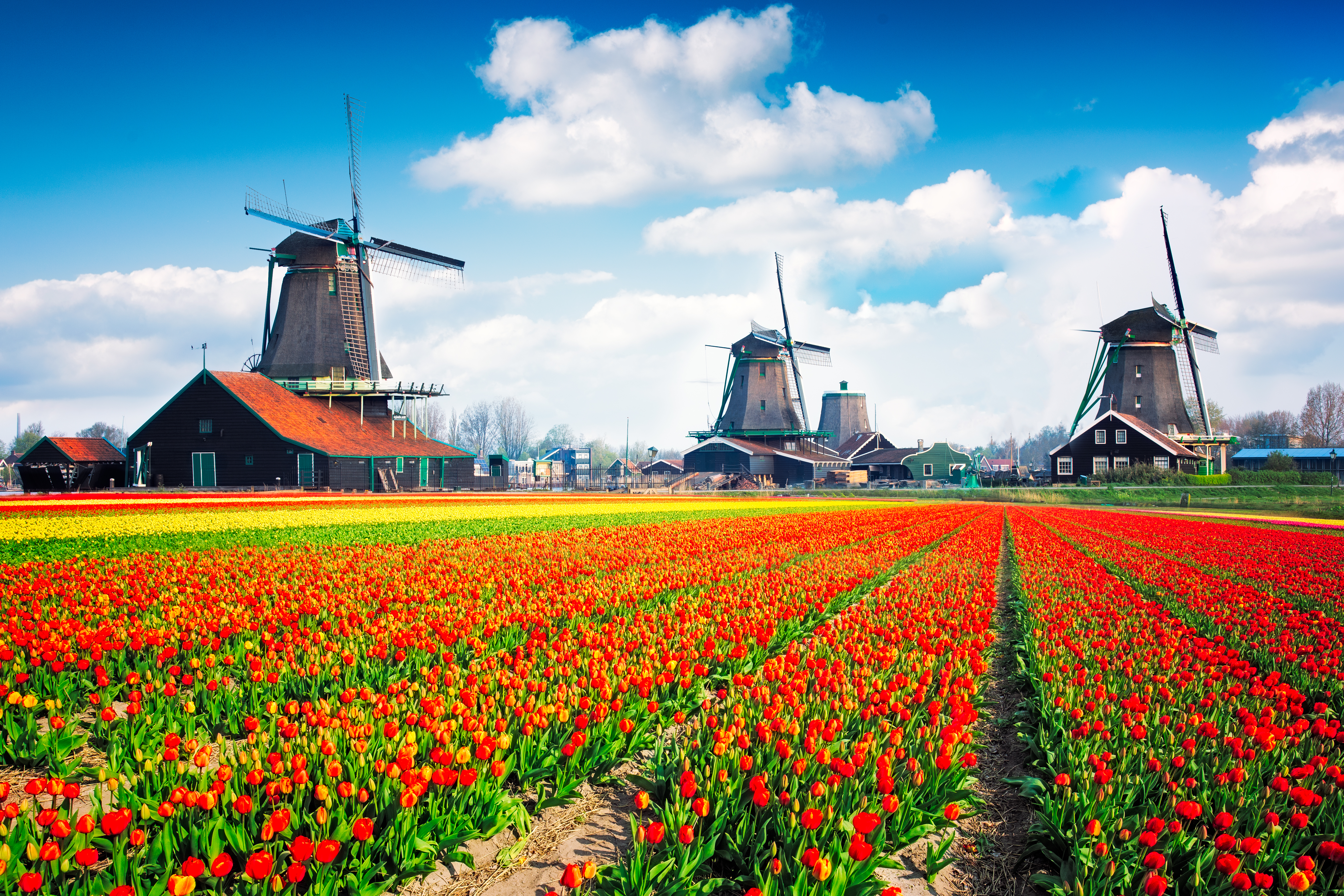 Betagende hollandsk sceneri med traditionelle vindmøller og blomstrende tulipanmarker ved kanalen i Zaanse Schans