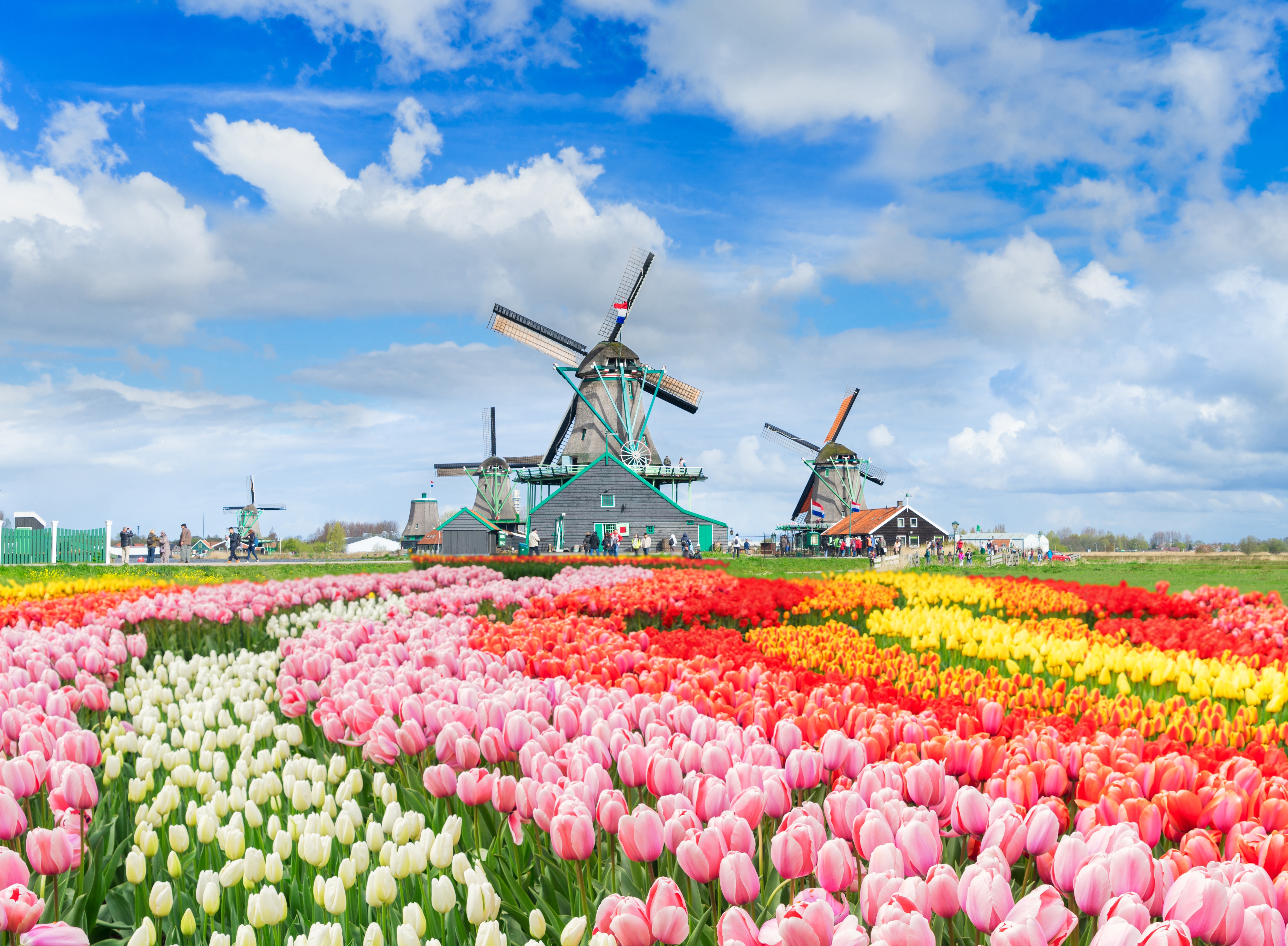 Historiske vindmøller og blomstrende tulipanfelter ved Zaanse Schans