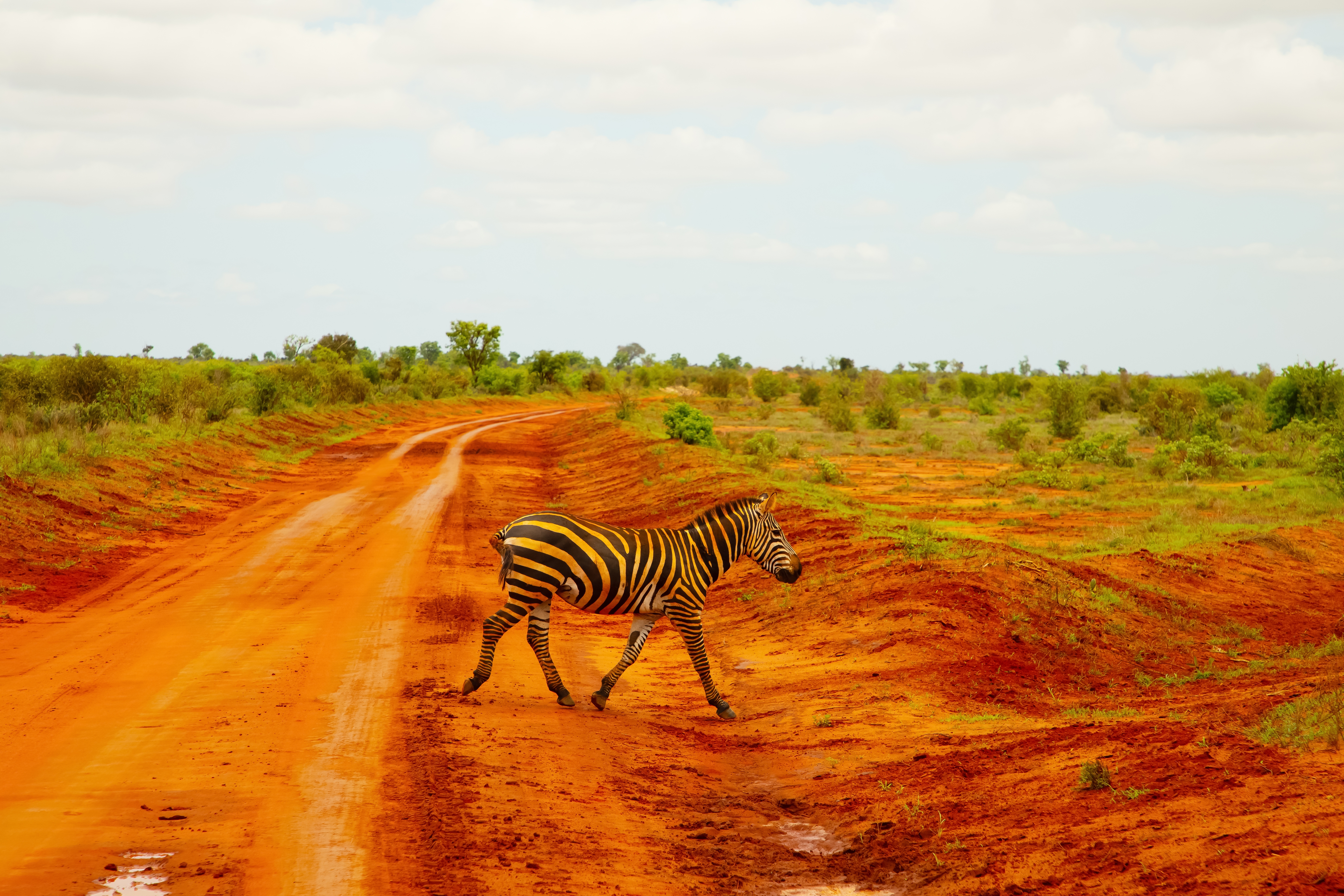 Zebra under game drive i Tsavo nationalpark Kenya med rød jord